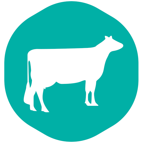 Cow care: un’ampia gamma di prodotti per le bovine di ogni età