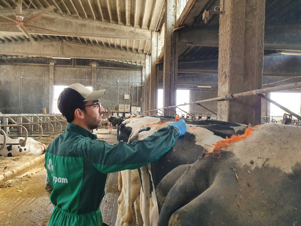 Vuoi diventare un PROFESSIONISTA DELLA RIPRODUZIONE BOVINA? ENTRA A FAR PARTE DEL TEAM COSAPAM