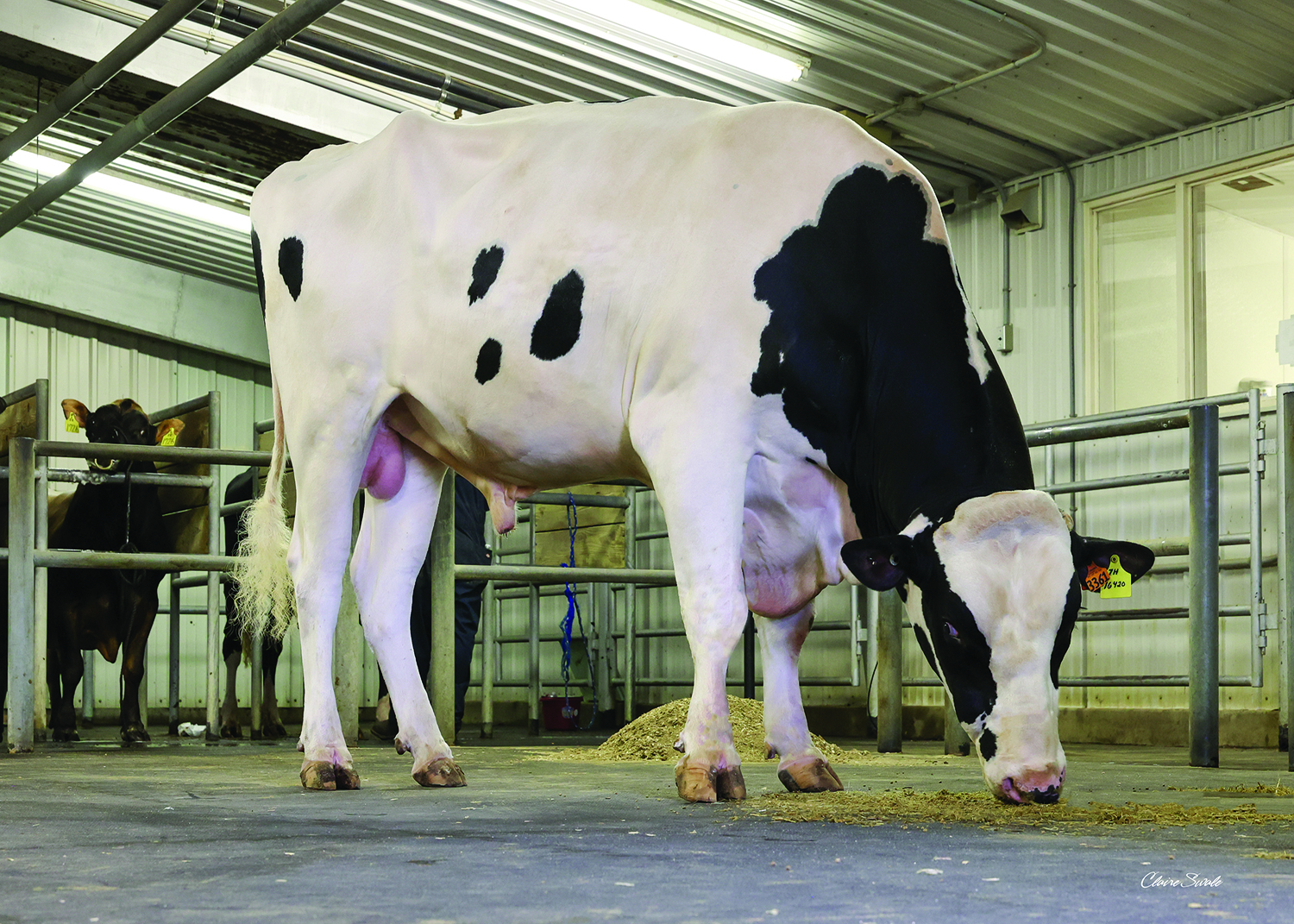 alt